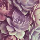 colors-of-the-mist avatar