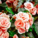 colorsofbloom avatar