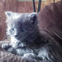 colour-catastrophe avatar