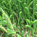 colourful-swift avatar