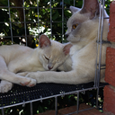 colourful-taco-quake avatar