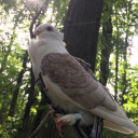 columba-livia-domestica avatar