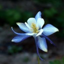 columbine-evidence avatar