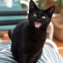 combat-epistemologist avatar