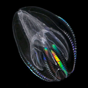 combjellies avatar