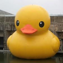 comehereduck avatar