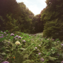 comeleortiche avatar