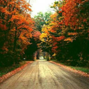 comequandocadonolefoglie avatar