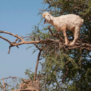 comesailawaywithme avatar