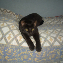 comet-has-cometh avatar