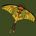 cometmoths avatar