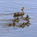 comewalkinrainwithme avatar