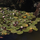 comfiestreader avatar