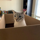 comfortable-cat6972 avatar