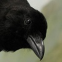 comfortandcrows avatar