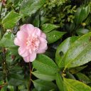 comfortkatsworld avatar