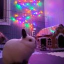 comfy-crossing avatar