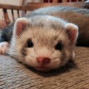 comfycardigan avatar