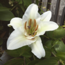 comfyinautica avatar