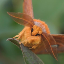 comfymothling avatar