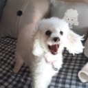 comfypoodle avatar