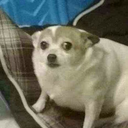 comic-edictor avatar