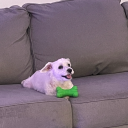 comicblossoms avatar