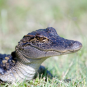 comicfuryconfessional avatar