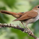 comics-and-fanworks avatar