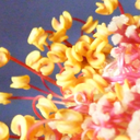 comingupwurlsisnotmything avatar