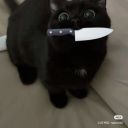 comitemposeur66 avatar