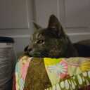 command-query avatar