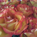 commander--amander avatar