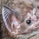 commander-bugg avatar