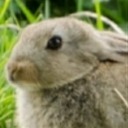 commanderbunnbunn avatar