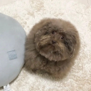 commerciumsong avatar