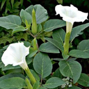 commitharakiru avatar