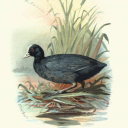 common-coot avatar