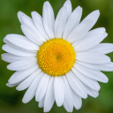 common-daisy avatar