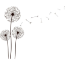 common-dandelion avatar