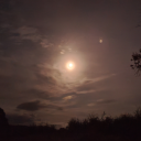 common-pipistrelle avatar