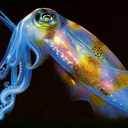 commongardensquidsblog avatar