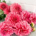 commonintrovert avatar