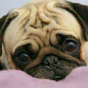 commonsenseforrent avatar