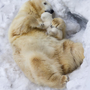 communestcarrots0110 avatar