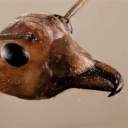 communist-ant-hill avatar