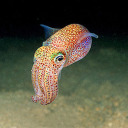 communist-squid avatar