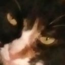 communistcat666 avatar