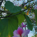 como-girassois avatar