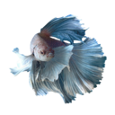 compartmentalist avatar